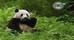 Google Güncellemesi Panda 4.2 Başladı!